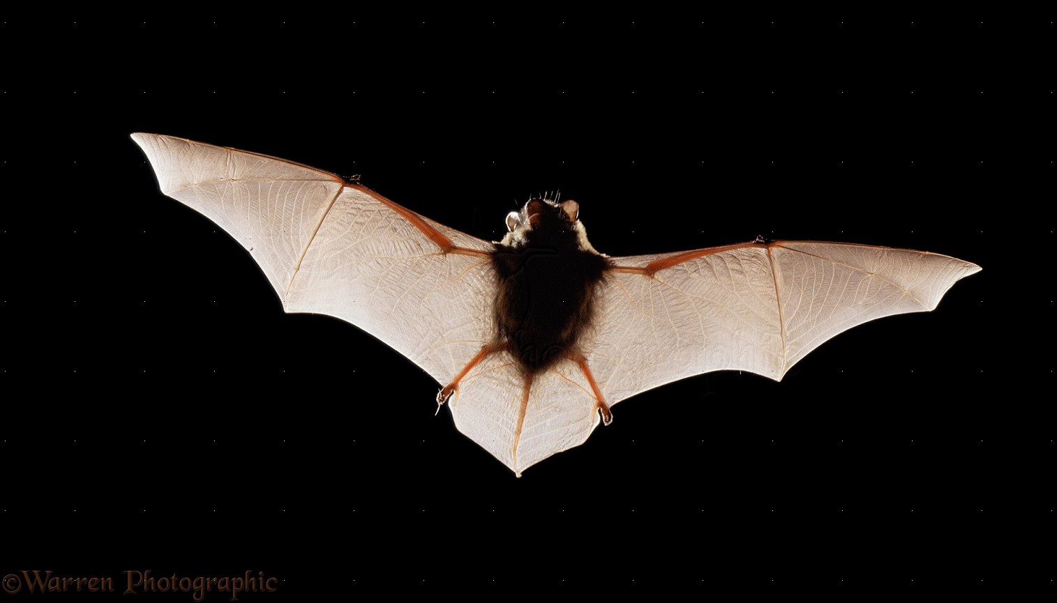 Pipistrelle (Pipistrellus pipistrellus)