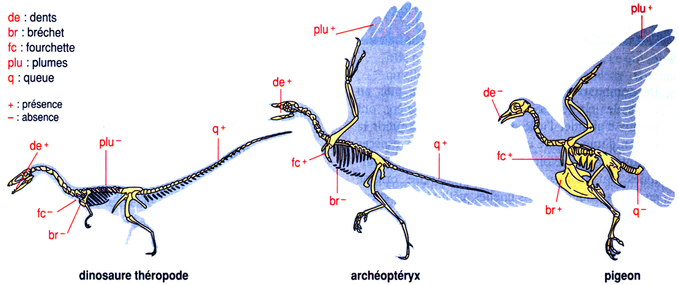 comparaison anatomique d'Archéoptéryx et des Oiseaux