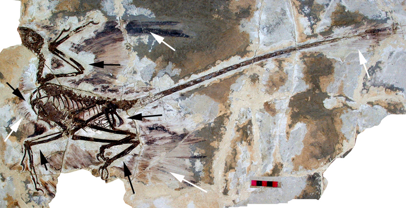 https://en.wikipedia.org/wiki/Microraptor#/media/File:Microraptor_gui_holotype.png
