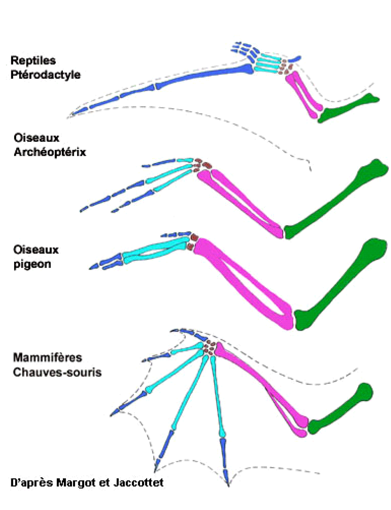 Anatomie comparée de différents types d'ailes.