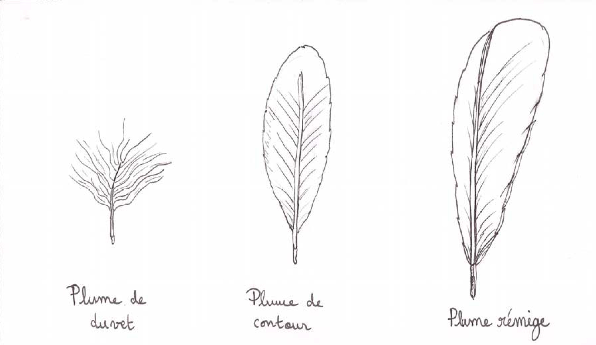 dessin de plume de duvet, de plume de contour et de plume rémige