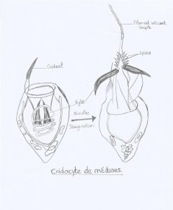 Cnidocyte de méduses.