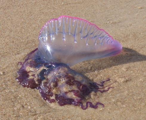 galere portugaise (Physalia physalis) 