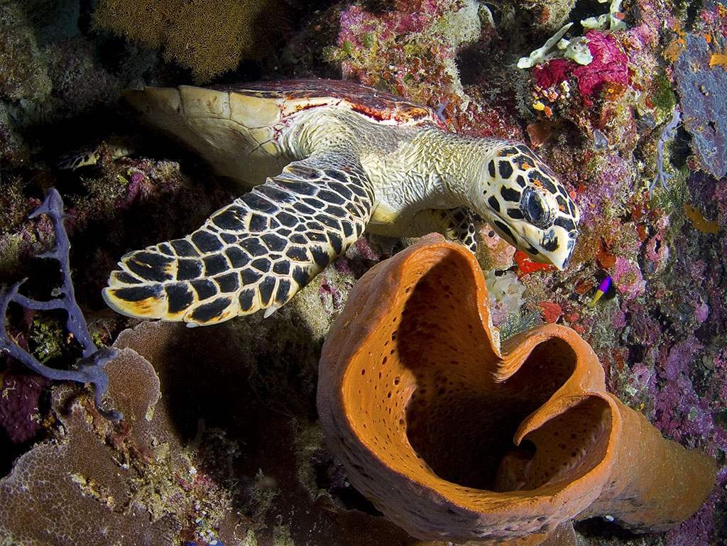 007-hawksbill-eating-sponge_rodger-klein-1