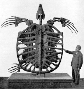 Salut moi c'est Archelon ischyros je mesure 4m et pèse 2 tonnes! Coucou moi c'est Dermochelys coriacea je mesure 2m et le poids maximum d'un de mes confrères était de 950 kg ! Et moi j'ai pas disparu !
