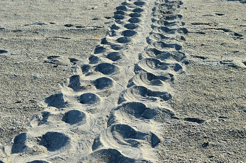 loggerhead_turtle_track_sanibel_island_florida