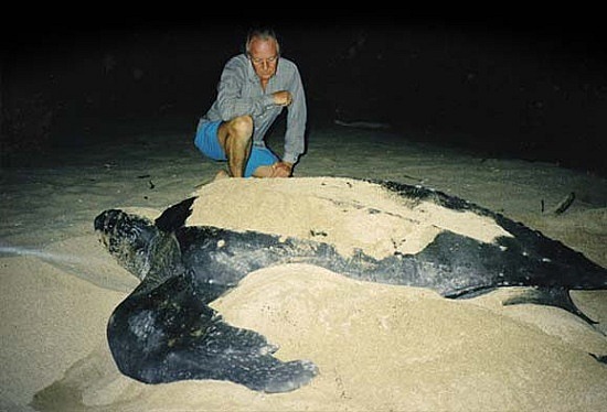 turtle1
