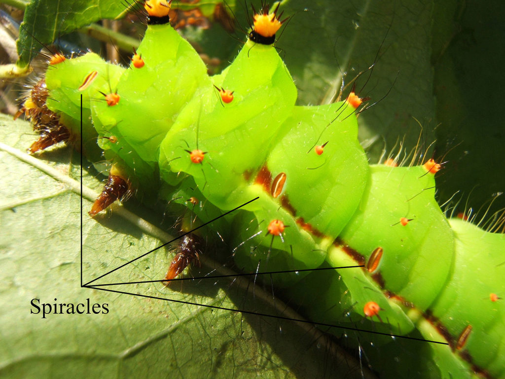 Actias selene 5th Instar représentant des spiracles