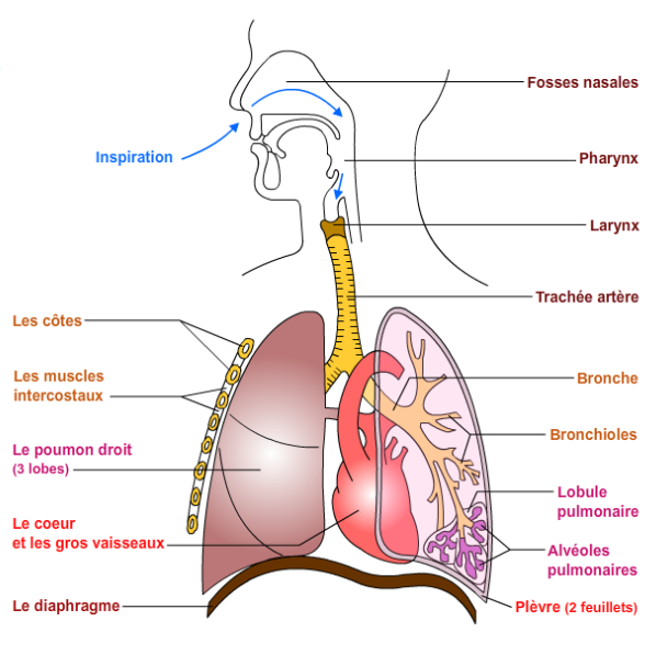 Schéma du système respiratoire chez les mammifères