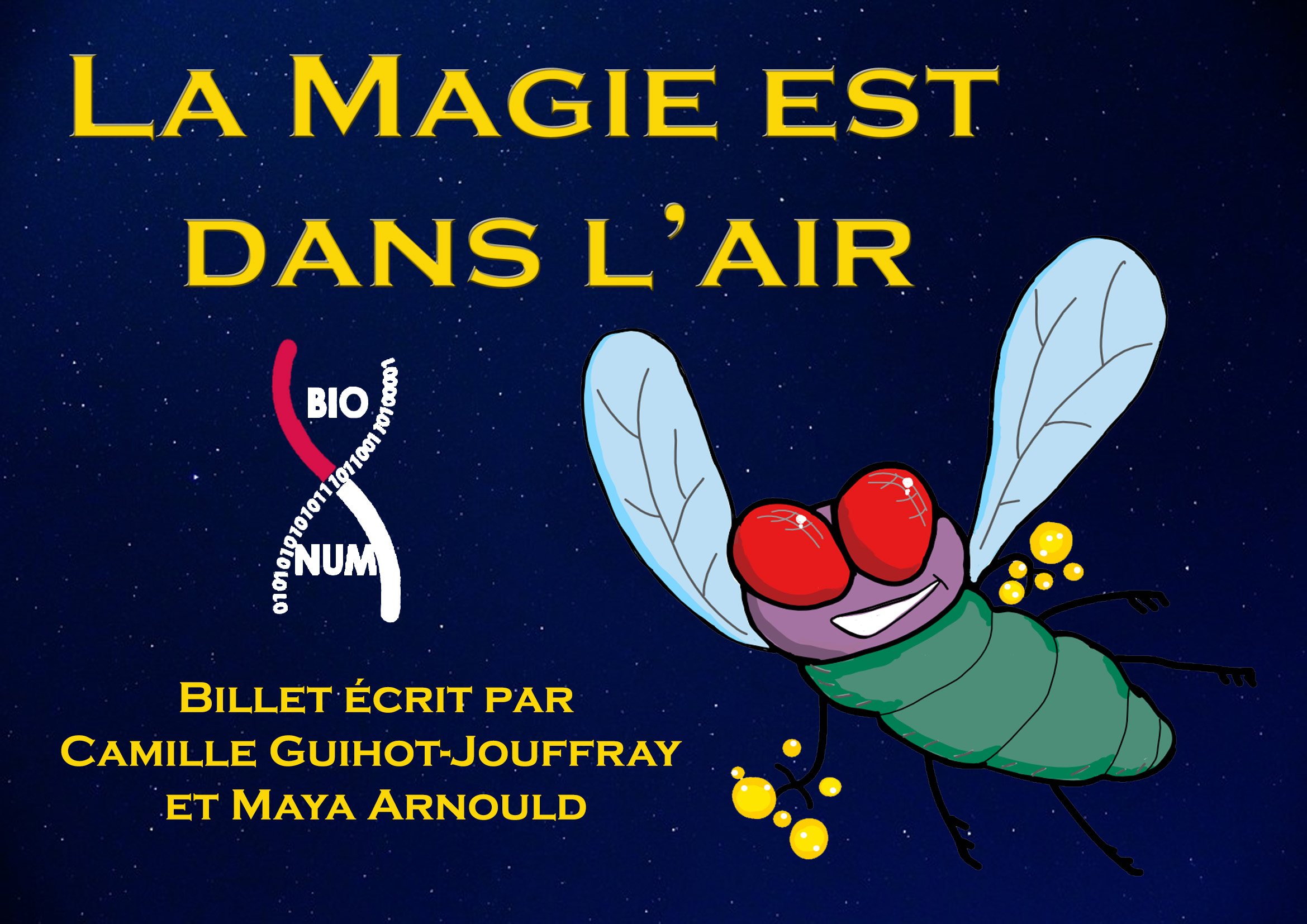 Image représentant une mouche. Billet écrit par Camille Guihot-Jouffray et Maya Arnould. Titre : La Magie est dans l'air