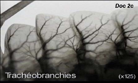 Illustration de Trachéobranchies