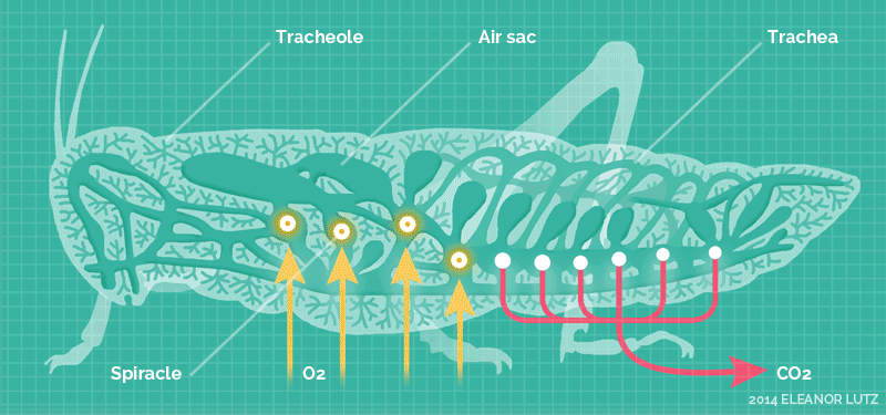 GIF présentant le système respiratoire des insectes