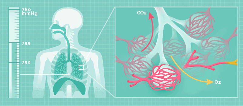 GID présentant le système respiratoire des mammifères