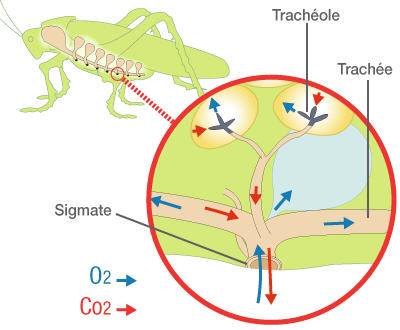 Schéma du système respiratoire de l'insecte