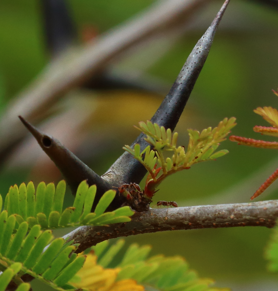 Fourmi Pseudomyrmex sur la plante Acacia