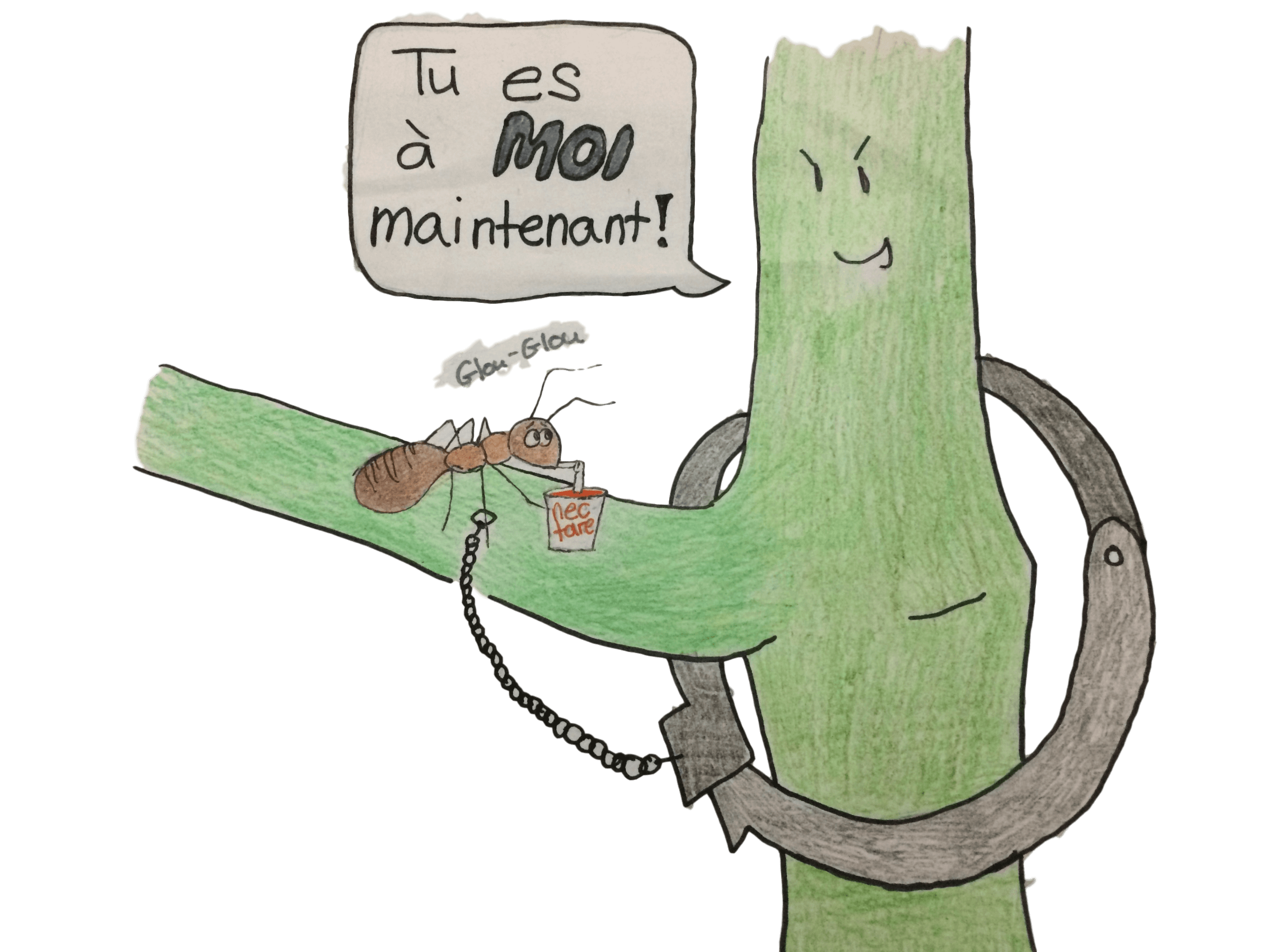 Caricature représentant la relation entre Acacia et Pseudomyrmex ferrugineus