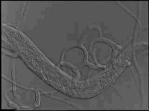 Nématode piégé dans les arceaux collants