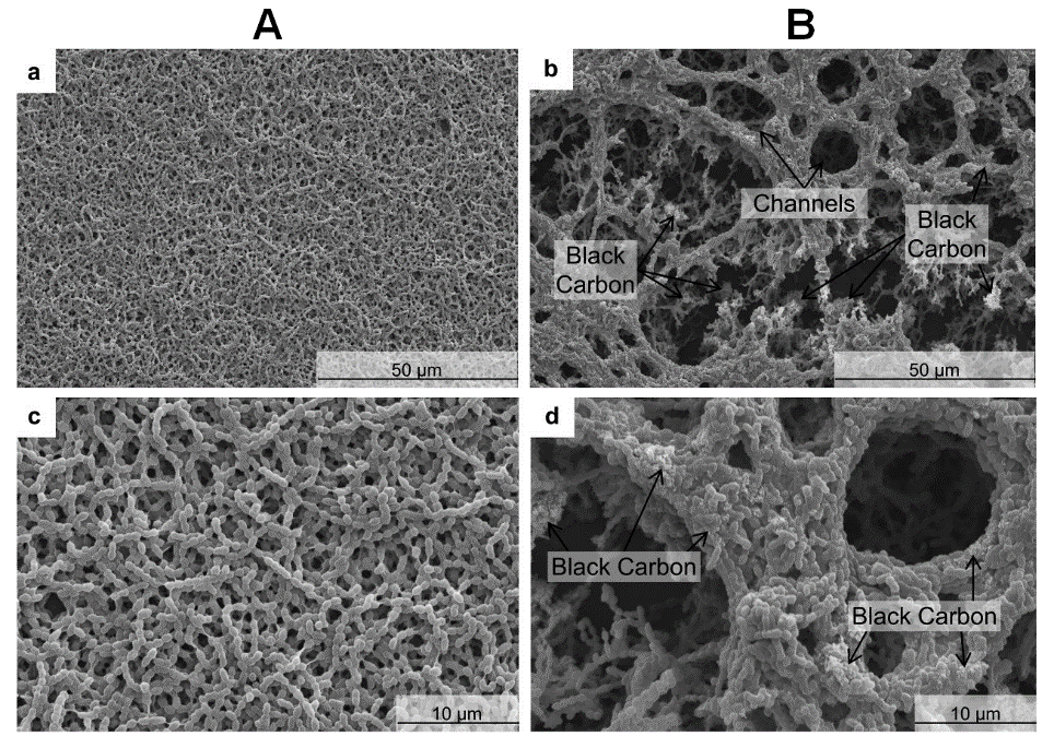 Biofilms formés en présence / absence de carbone, microscopie électronique