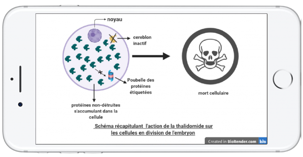 Thalidomide Retour Dun M Dicament Au Pass Sombre Bionum