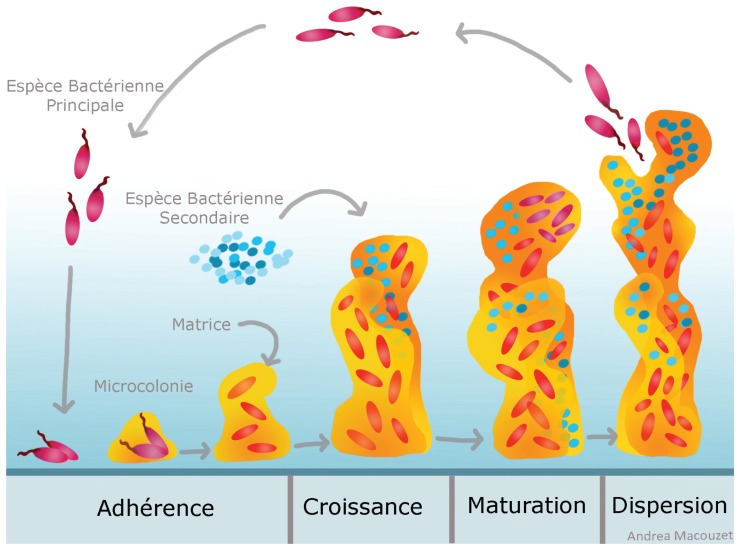 3 : Schéma du développement d’un biofilm