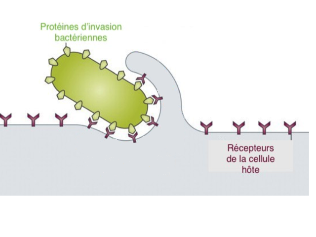 6 : Entrée de Moraxella dans les cellules du nasopharynx