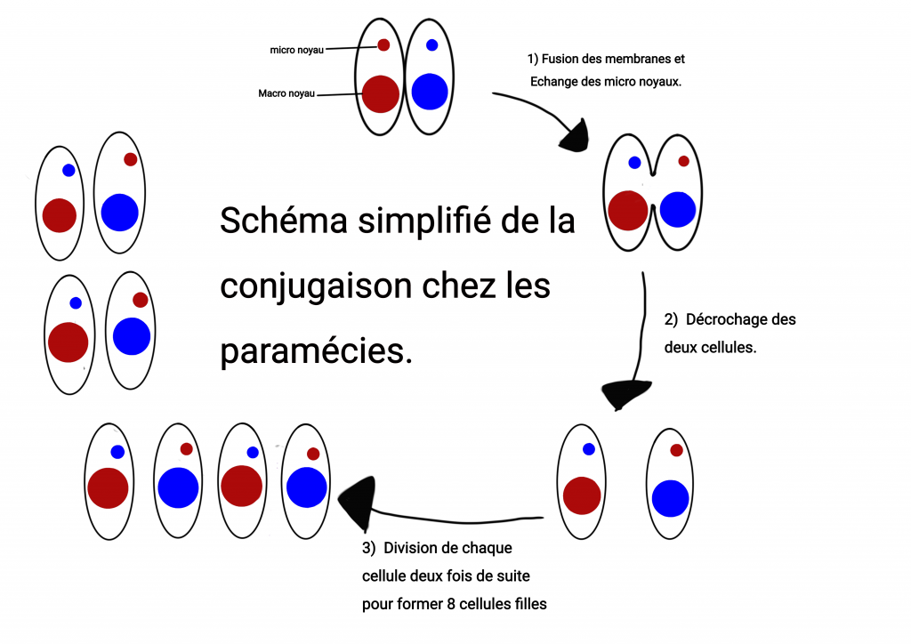 Schéma simplifié représentatif des différentes étapes de la conjugaison chez les paramécies