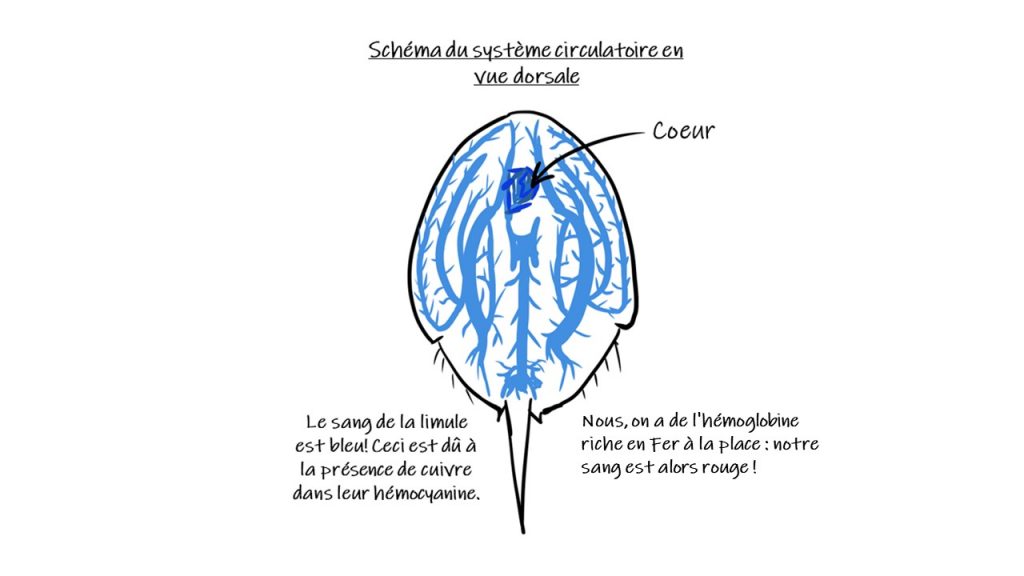 On retrouve le schéma du système circulatoire de la limule avec une vue dorsale. Son système circulatoire est représenté en bleu avec avec description : "Le sang de la limule est bleu ! Ceci est dû à la présence de cuivre dans leur hémocyanine" ; "Nous, on a de l'hémoglobine riche en fer: notre sang est rouge !". Une flèche indique l'emplacement du cœur de la limule.
