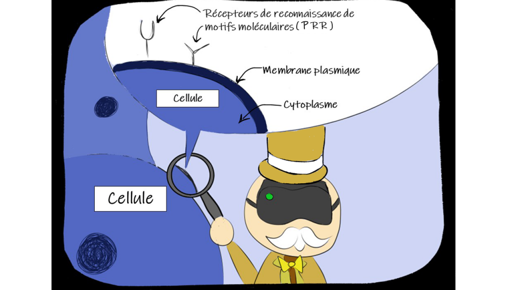 Nous sommes dans le point d'un point d'une personne qui porte un casque VR. Mister James Léssou, avec son costume en or et son casque VR, utilise une loupe sur la membrane d'une cellule de limule pour montrer l'emplacement des PRR. On voit dans une bulle le zoom fait par la loupe montre la membrane des cellules avec les PRR à sa surface. Les flèches indiquent respectivement de haut en bas : "Récepteurs de reconnaissance de motifs moléculaires (PRR)." : "Membrane plasmique" ; "Cytoplasme"