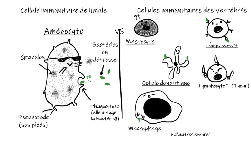 A gauche, est représenté un amébocyte portant des lunettes de soleil. Il phagocyte une "bactérie en détresse" en vert. Les légendes à droite sont respectivement : "Granules" (flèches qui indiquent des amas de petits points) et "Pseudopodes"
A droite, est représenté les cellules immunitaires des vertébrés : la grosse cellule représente un mastocyte ; la cellule avec des couteaux un lymphocyte T (tueur) ; la cellule presque entièrement coloré est un mastocyte ; la cellule en forme d'étoile représente une cellule dendritique ; la cellule à sa surface des récepteurs représente un lymphocyte B. 