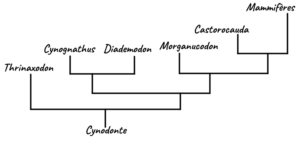 Phylogénie des cynodontes