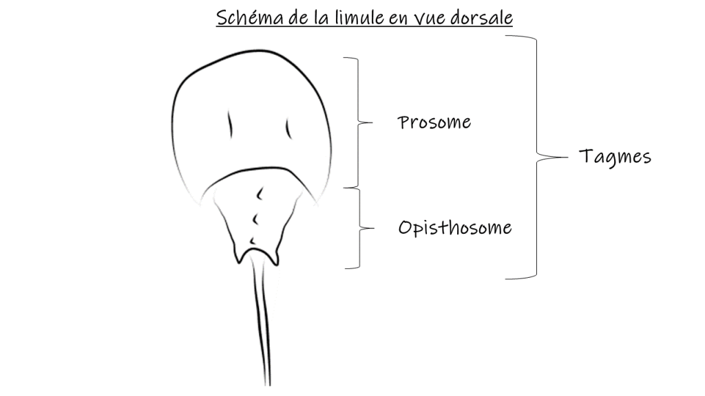 Image dorsale de la limule avec une accolade désignant la partie supérieure de la limule, le prosome et une autre la partie inférieure, l'opisthosome. Une autre accolade réunit ses deux termes par leur appellation commune, "tagme" 