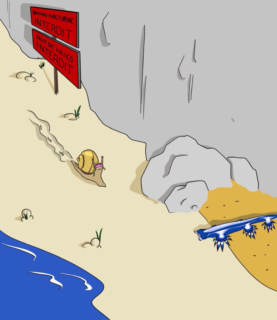 Ext. jour. Plage: Case 1: Un escargot des haies fait son baving sur une plage de galet. 