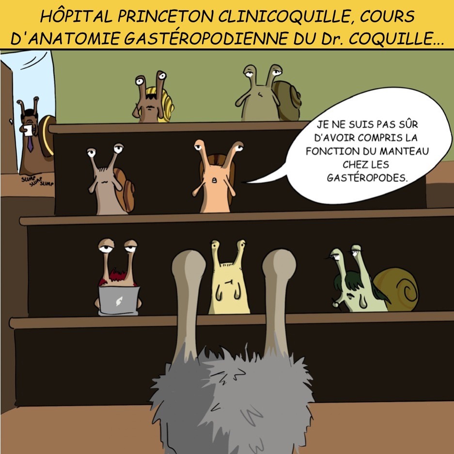 Int. Hôpital Princeton-Clinicoquille: Case 11: “Hopital Princeton Clinicoquille, cours d’anatomie gasteropodienne du Dr.Coquille” Le Dr. Coquille donne un cours sur l’anatomie des gastéropodes. Le Dr. Foresnail entre. Elève Je ne suis pas sûr d’avoir compris la fonction du manteau chez les gastéropodes . 