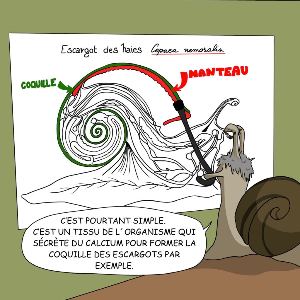 Case 12: Dr.Coquille répond en s’aidant du schéma derrière lui. Cepaea nemoralis. Dr. Coquille C’est pourtant simple, c’est un tissu de l’organisme qui sécrète du calcium qui va former la coquille des escargots par exemple. 