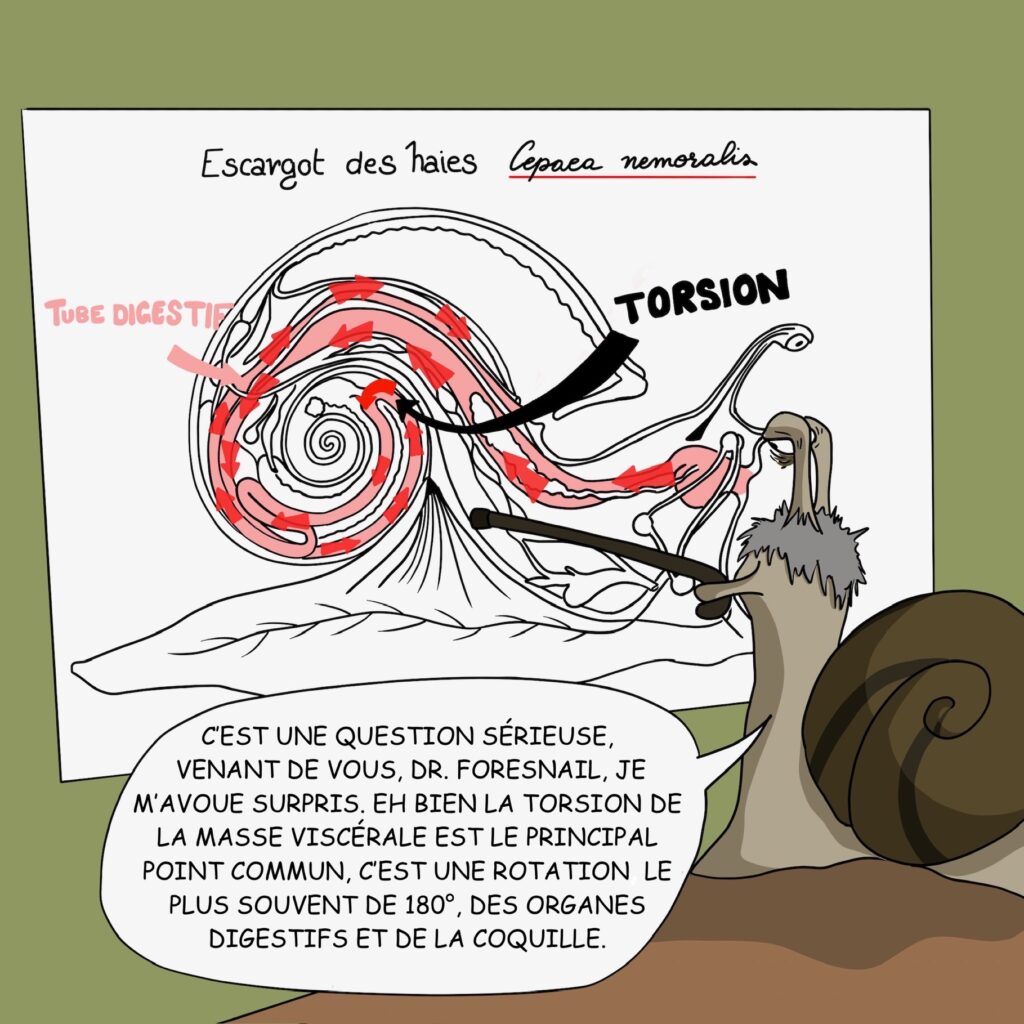 Case 14: Dr. Coquille C’est une question sérieuse, venant de vous, Dr. Foresnail,je m’avoue surpris. Eh bien la torsion de la masse viscérale est le principal point commun, c’est une rotation, le plus souvent de 180°, des organes digestifs et de la coquille. 