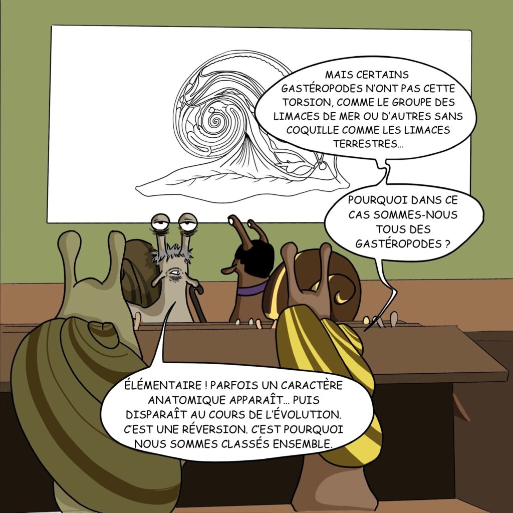 Case 16: Elève Mais certains gastéropodes n’ont pas cette torsion comme le groupe des limaces de mer ou d’autres pas de coquille comme les limaces terrestres… Pourquoi dans ce cas sommes-nous tous des gastéropodes ? Dr. Coquille Élémentaire, parfois un caractère anatomique apparaît puis disparaît. C’est une réversion. C’est pourquoi nous sommes classés ensemble. 