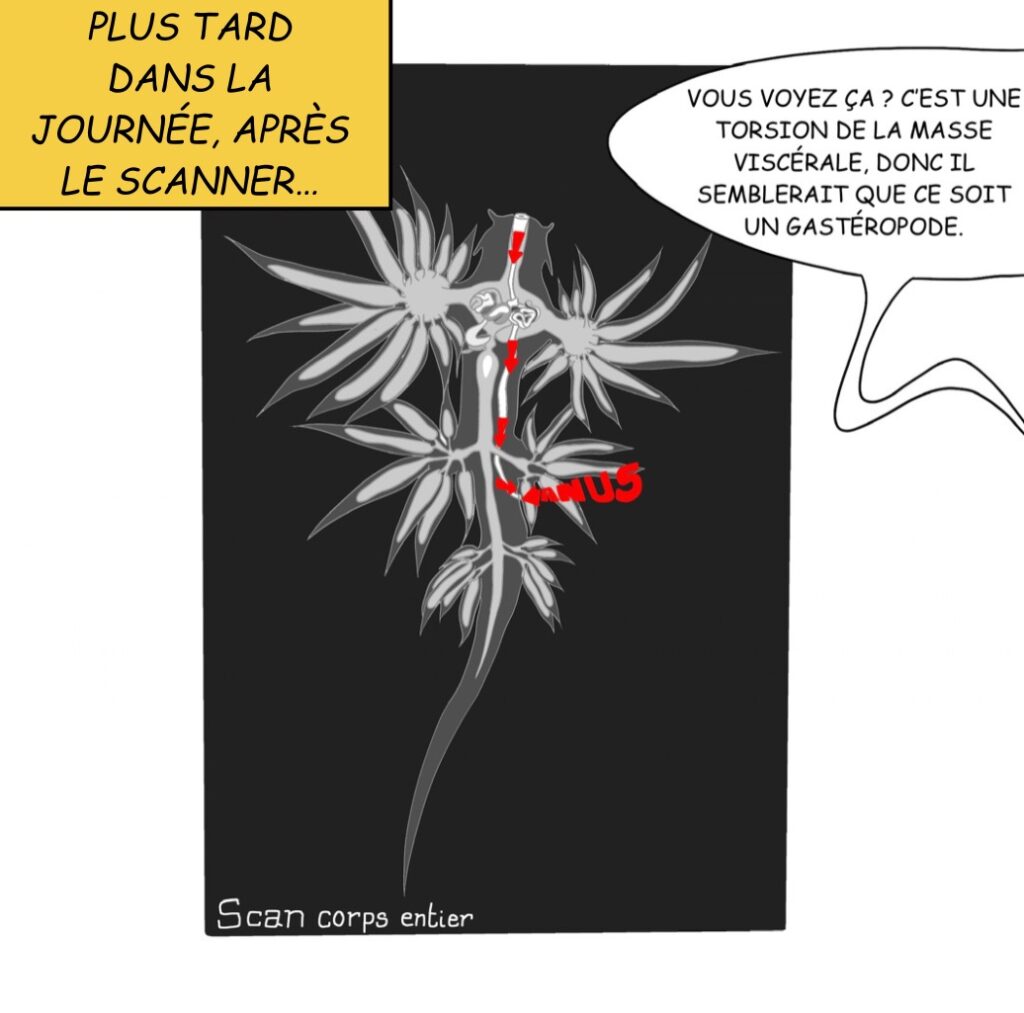 Int: Bureau du Dr. Coquille Case 22: “Plus tard dans la journée, après le scanner” L’équipe du Dr.coquille se rassemble autour du scanner. Dr. Coquille Vous voyez ça ? C’est une torsion de la masse viscérale, donc il semblerait que ce soit un gastéropode. 