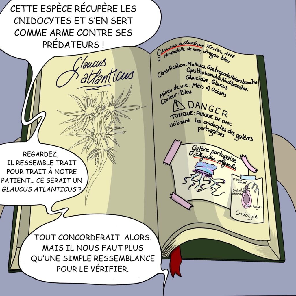 Case 29: Dr coquille ouvre le livre à la page des glaucus atlanticus Dr. Coquille Cette espèce récupère leurs cnidocytes et s’en sert comme arme contre ses prédateurs ! Regardez, il ressemble trait pour trait à notre patient… ce serait un Glaucus atlanticus ? Tout concorderait alors. Mais il nous faut plus qu’une simple ressemblance pour le vérifier. 
