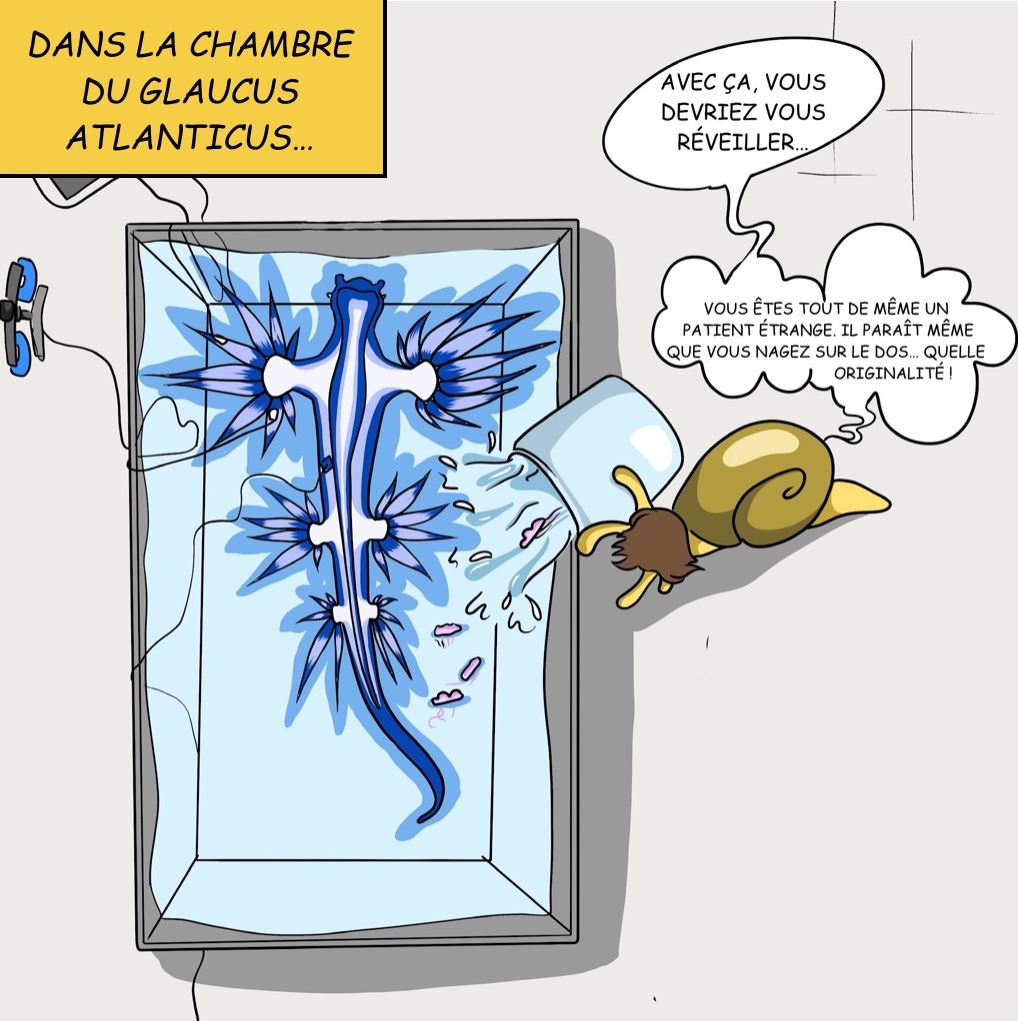 Case 34: Dr. Gasteron nourrit le patient/ on ajoute des galères portugaises dans l’aquarium/ On rajoute qqch à la perfusion « Dans la chambre du Glaucus atlanticus » Dr.Gasteron Avec ça vous devriez vous réveiller… Vous êtes tout de même un patient étrange. Il parait même que vous nagez sur le dos… quelle originalité ! 
