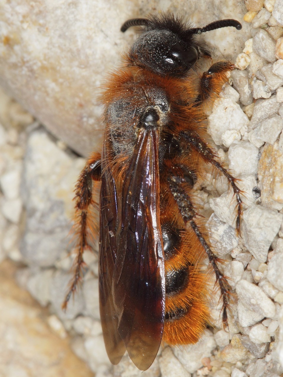 Photographie de la guêpe Campsoscolia ciliata