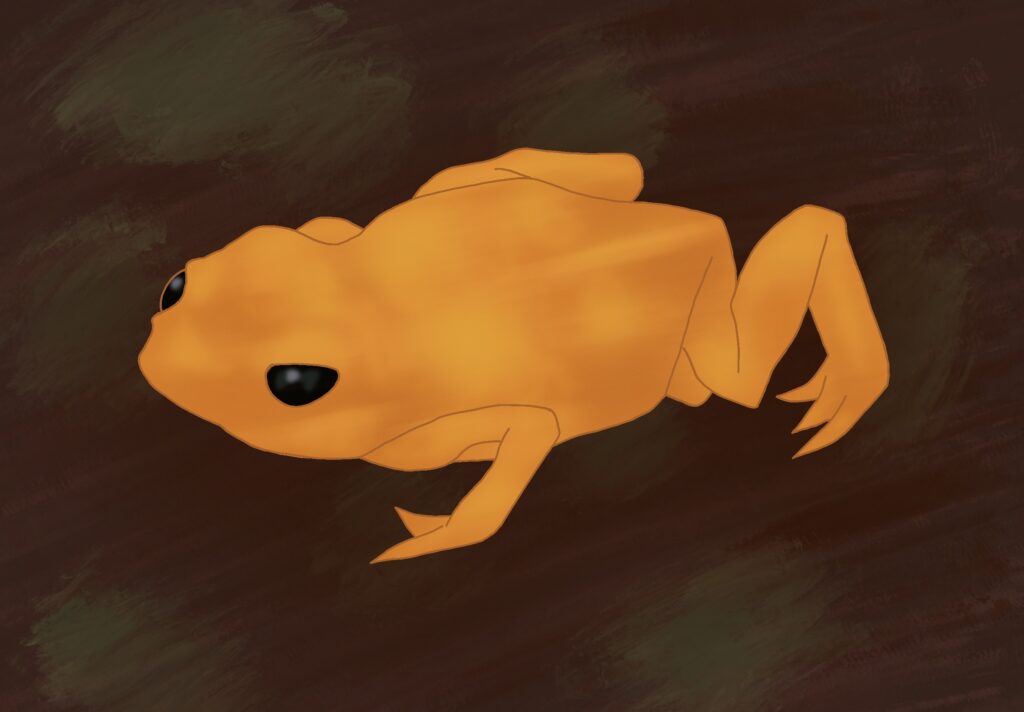Dessins représentant un crapaud citrouille (Brachycephalus ephippium) en journée
