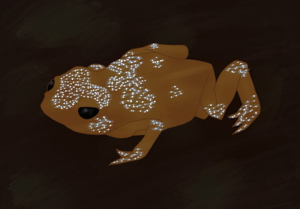Dessins représentant un crapaud citrouille (Brachycephalus ephippium) sous lampe UV mettant en évidence les zones fluorescentes sur le dos et la tête