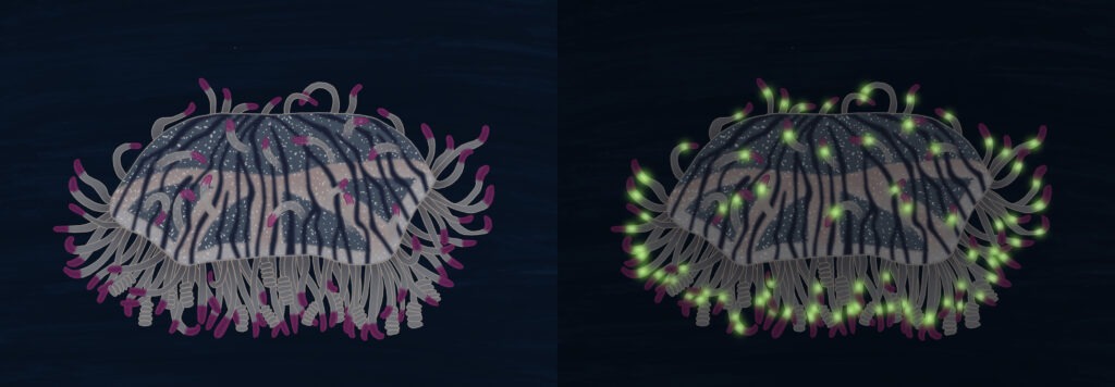Dessins représentant une hydroméduse (Olindias formosus) : à gauche en journée ; à droite sous lampe UV mettant en évidence les zones fluorescentes aux extrémités des tentacules