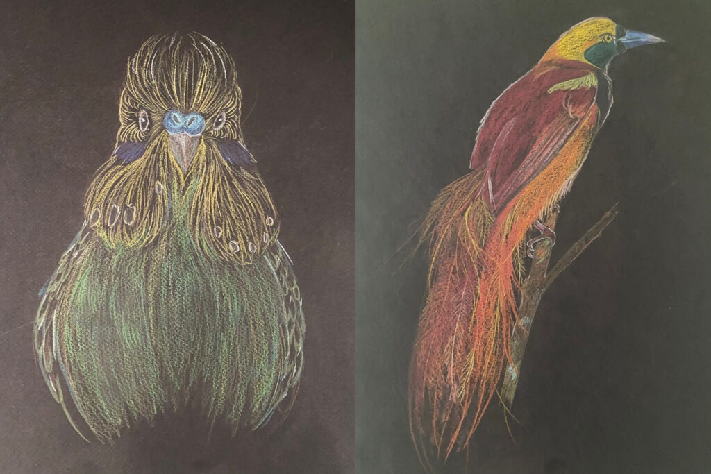 (Dessins représentant, à gauche, une perruche ondulée (Melopsittacus undulatus) en journée et à droite un paradisier (Paradisaea Raggiana) en journée)