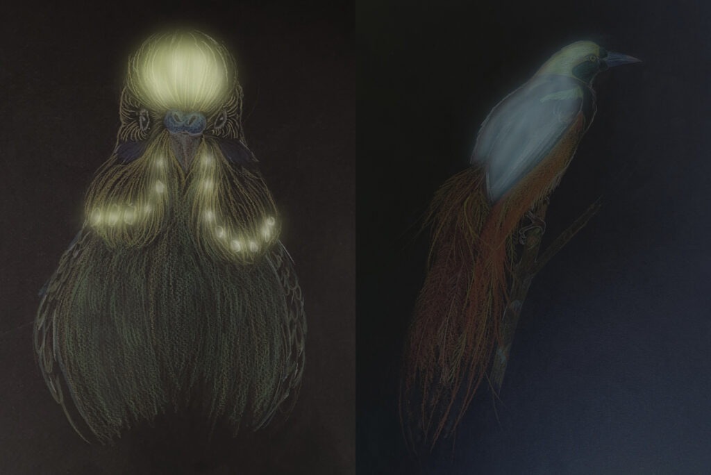 Dessins représentant, à gauche, une perruche ondulée (Melopsittacus undulatus) sous lampe UV mettant en évidence les zones fluorescentes au niveau de la tête et, à droite, un paradisier (Paradisaea raggiana) sous lampe UV mettant en évidence les zones fluorescentes au niveau de la tête et des ailes