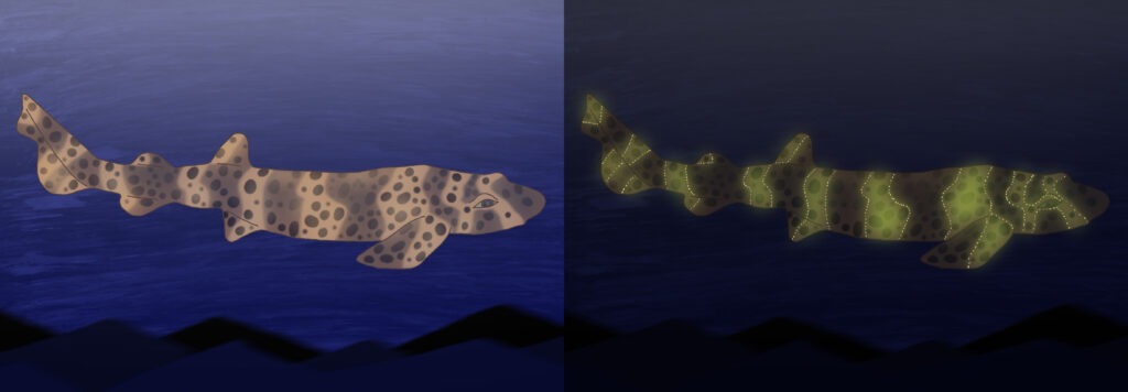 Dessins représentant un requin houle (Cephaloscyllium ventriosum) : à gauche en journée ; à droite sous lampe UV mettant en évidence les zones fluorescentes sur les parties beige