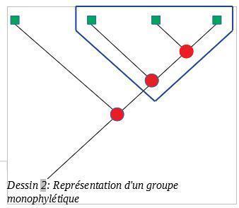 Dessin 2 : Représentation d'un groupe monophylétique