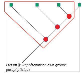 Dessin 3 : Représentation d'un groupe paraphylétique