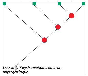 Dessin 1 : Représentation d'un arbre phylogénétique