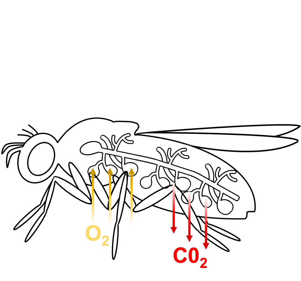 Respiration chez une mouche du vinaigre